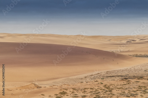 Group of springbocks running on the dunes of the Namibe Desert. Africa. Angola. photo