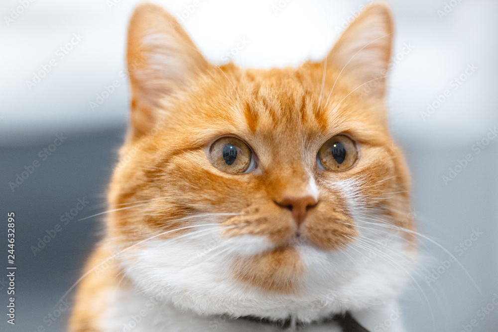 Close-up portrait of red white Norwegian cat.