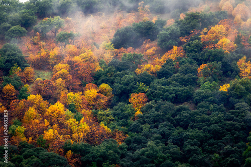 Green and golden trees of wild forest with flowing cloud of haze above