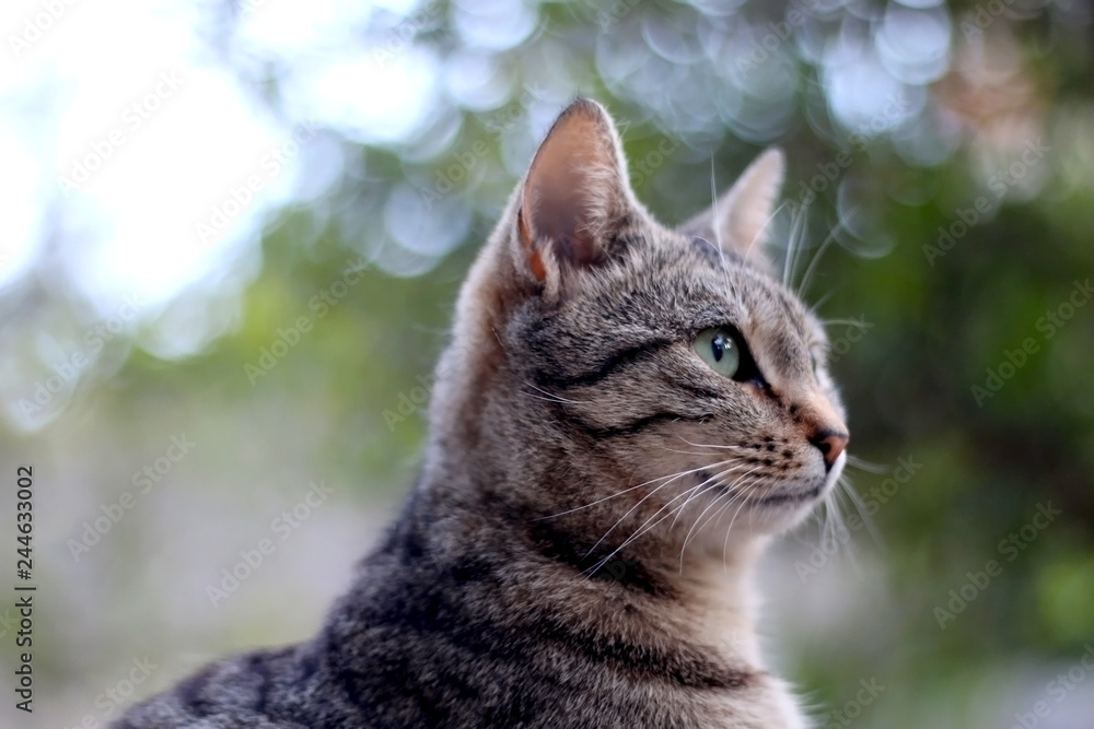 Fototapeta premium Portrait of brown tabby cat sitting in the garden. Selective focus.