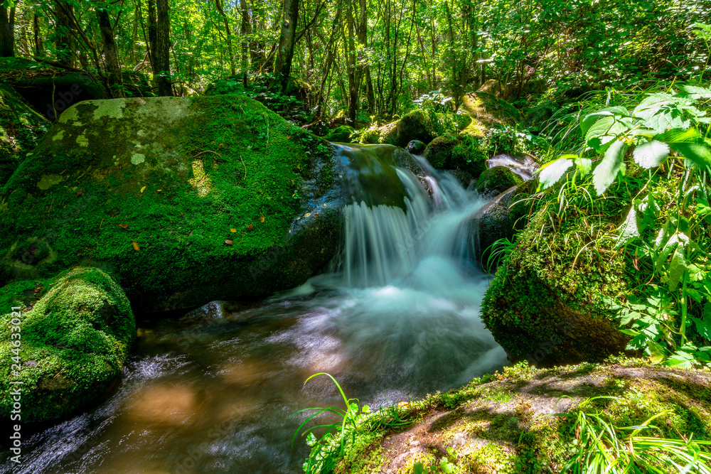 Sangdong a beautiful green moss Moss Valley, Youngwoel, In South Korea Sangdong a beautiful green moss Moss Valley, Youngwoel, In South Korea