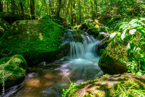 Sangdong a beautiful green moss Moss Valley, Youngwoel, In South Korea