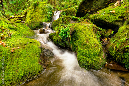 Sangdong a beautiful green moss Moss Valley, Youngwoel, In South Korea photo