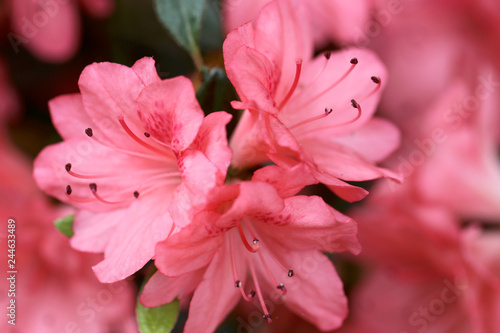 pink flower