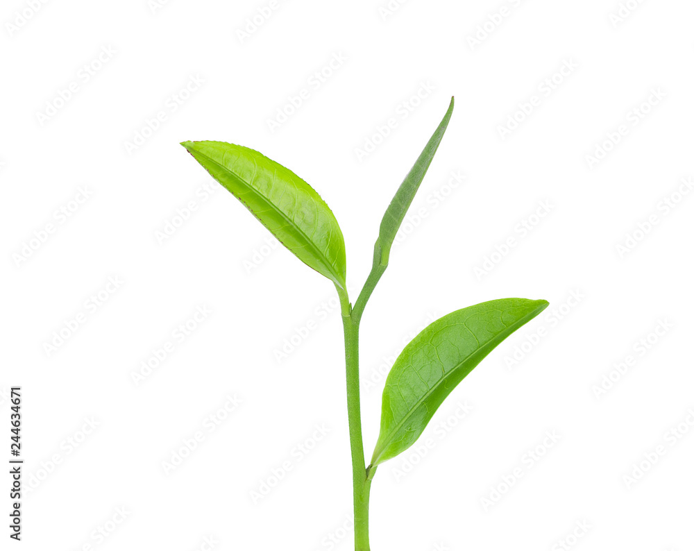 Fototapeta premium green tea leaf isolated on white background