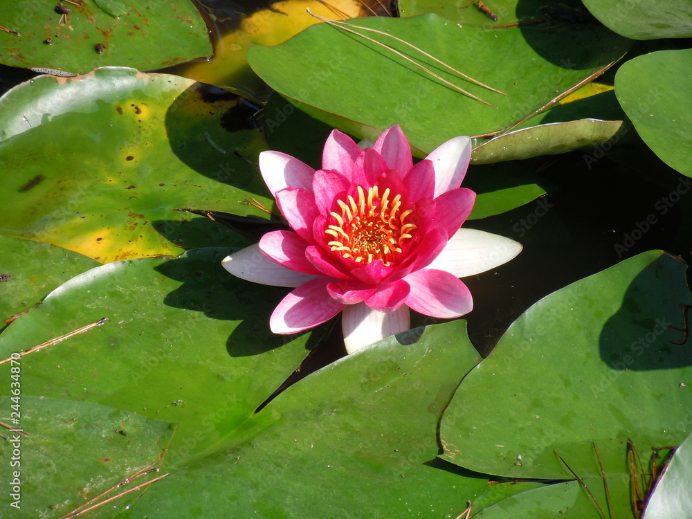 pink water lily