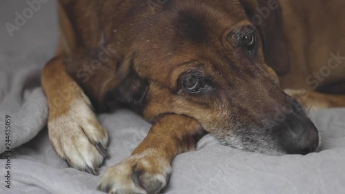Dog lying on the bed