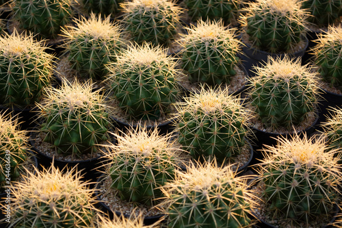 Close up photo of cactus with sharp prickly.