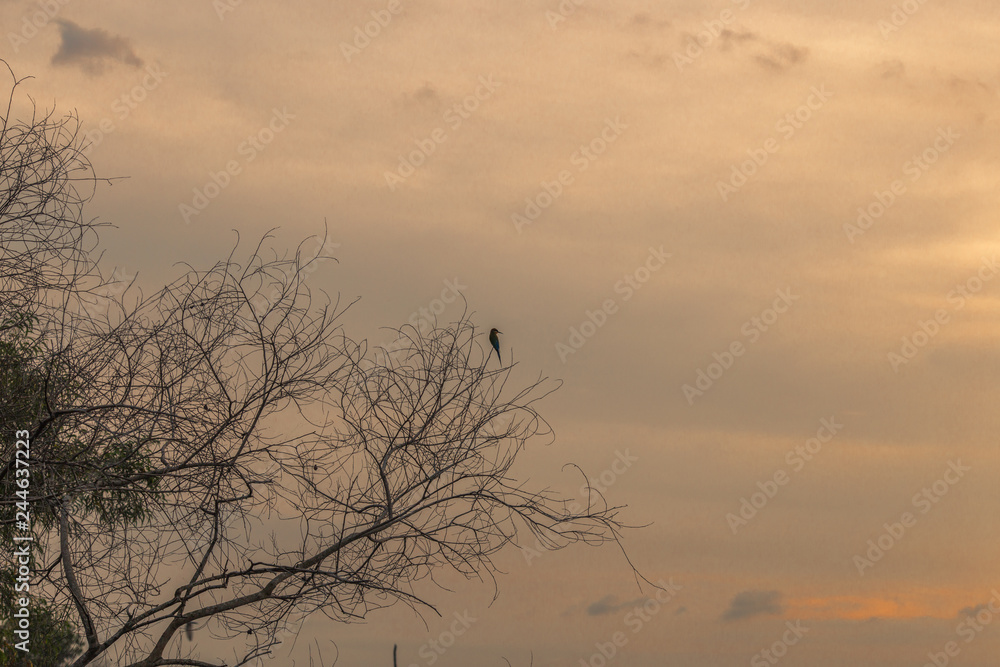 The background of the trees that stand on the lake or in the natural water source behind the mountains is surrounded and has a beautiful evening sky light, seen during travel. The background of the trees that stand on the lake or in the natural water source behind the mountains is surrounded and has a beautiful evening sky light, seen during travel.