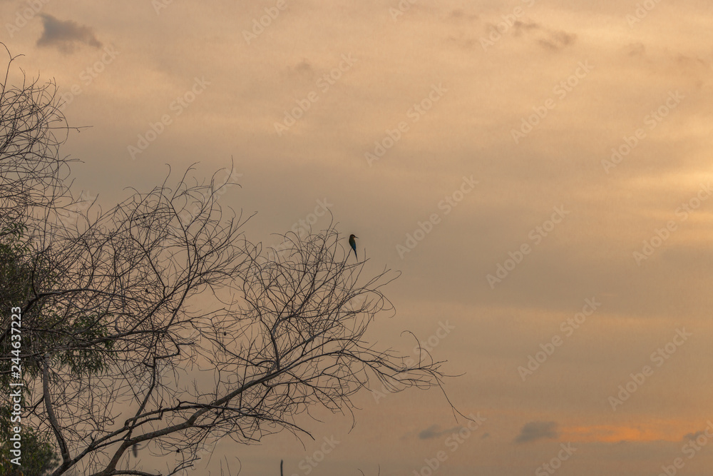 The background of the trees that stand on the lake or in the natural water source behind the mountains is surrounded and has a beautiful evening sky light, seen during travel.