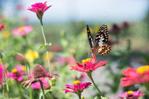  Butterflies in the garden