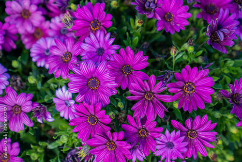 Flower background - purple flowers in spring garden