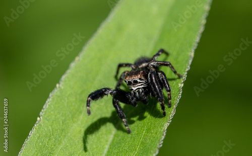 Evarcha arcuata jumping spider 