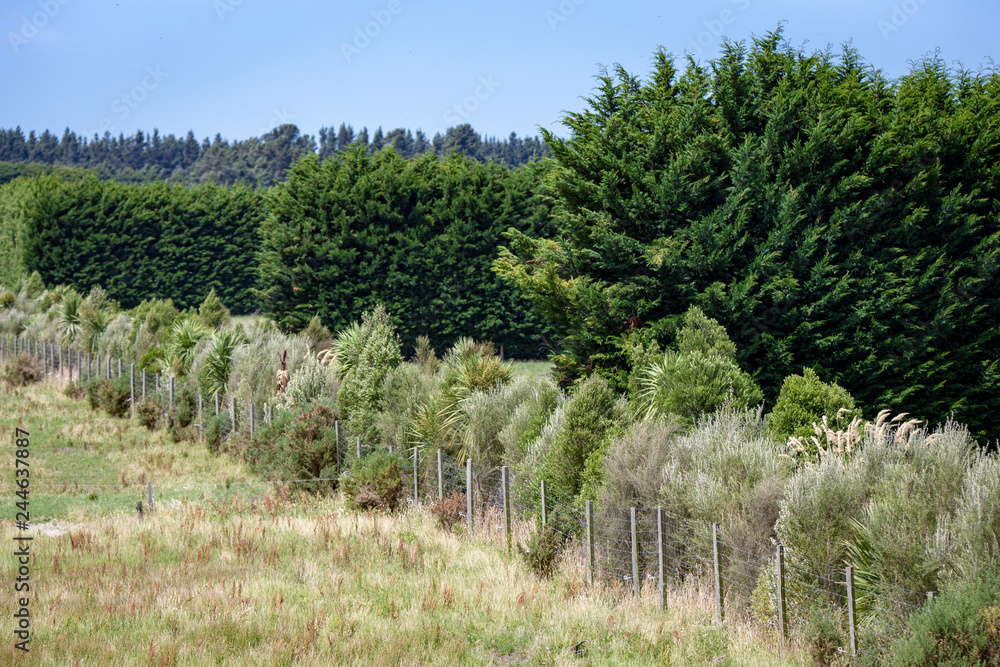 Riparian planting of native trees and shrubs along a waterway on a farm ...