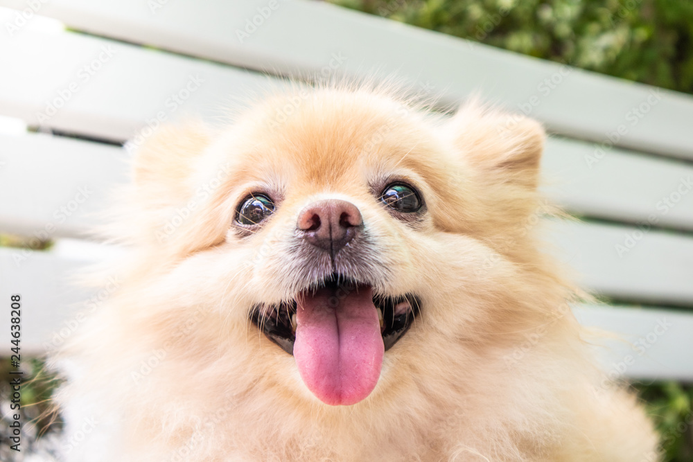 Close up of brown pomeranian face with long pink tongue. Close up of brown pomeranian face with long pink tongue.