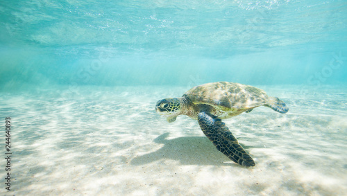 Sea Turtle Swimming in Clear Tropical Water Over Sand and Thru Sun Rays