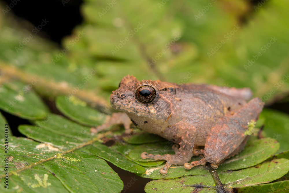 Obraz premium Cute small frog on a green leaf at deep jungle