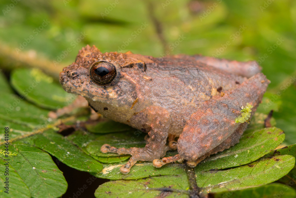 Obraz premium Cute small frog on a green leaf at deep jungle