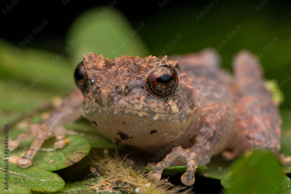 Obraz premium Cute small frog on a green leaf at deep jungle