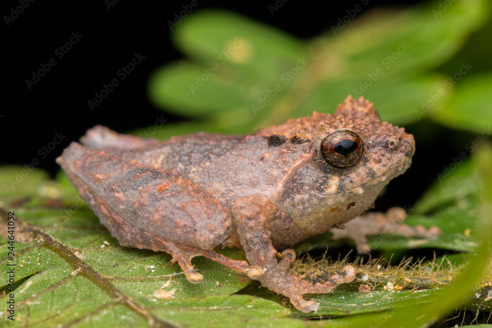 Naklejka premium Cute small frog on a green leaf at deep jungle