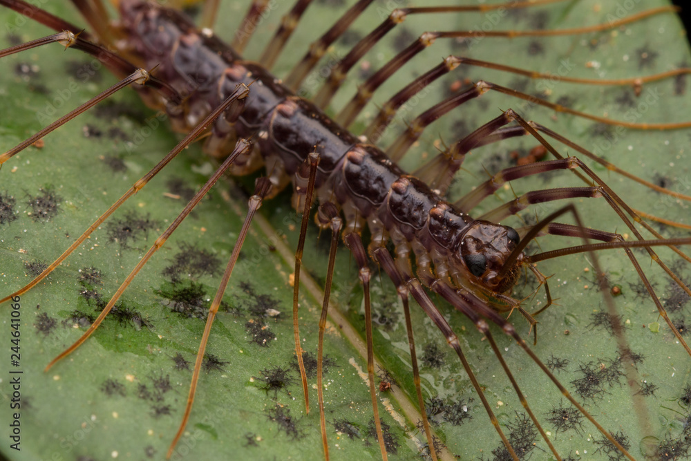Close-up of House Centipede in Borneo Close-up of House Centipede in Borneo