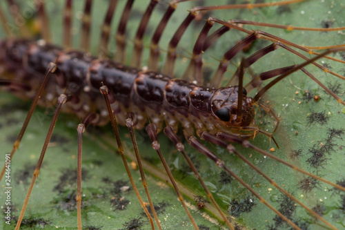 Close-up of House Centipede in Borneo © alenthien
