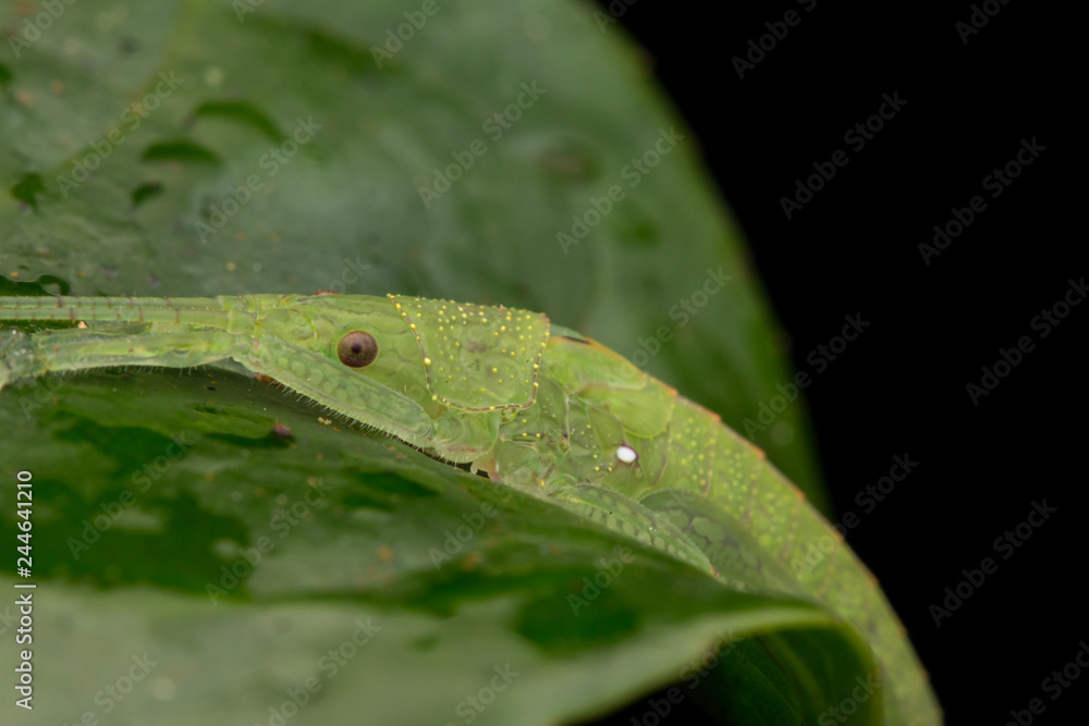 Obraz premium Wildlife macro image of a katydid of Sabah, Borneo