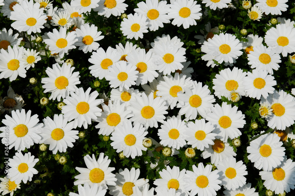 春の花壇の花 春の花壇の花