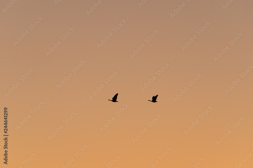 Silhouette of two Canada geese in the sky at sunset Silhouette of two Canada geese in the sky at sunset