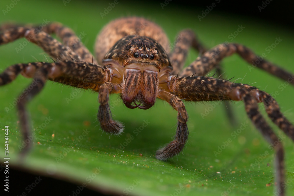 Beautiful Spider in Sabah, Borneo , Spider of Borneo , hunstman spider on green leaf Beautiful Spider in Sabah, Borneo , Spider of Borneo , hunstman spider on green leaf