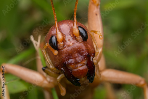 Nature Scene of giant cricket in Sabah, Borneo , Close-up image of Giant Cricket photo