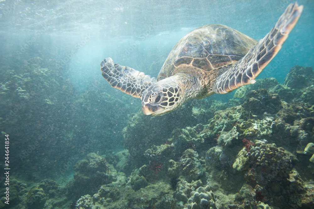 Obraz premium Turtle Close Up Swimming Over Coral Reef Thru Sun Rays