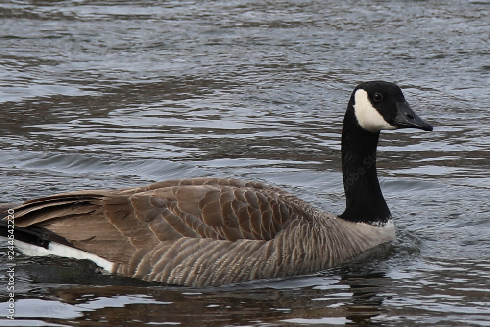 canada goose