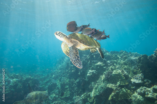 Sea Turtle Cleaning Station where small surgeon fish clean off the shell of a young green sea turtle 