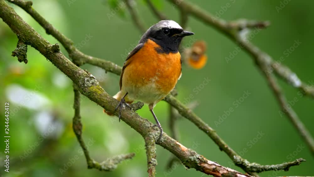 Common redstart (Phoenicurus phoenicurus) perched on a twig Common redstart (Phoenicurus phoenicurus) perched on a twig