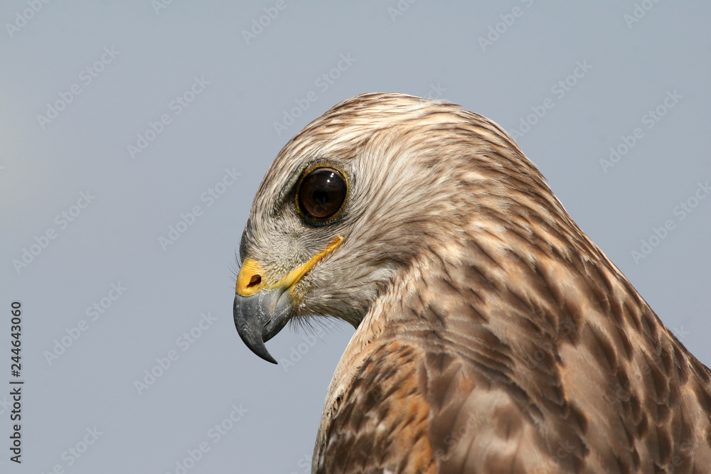 Portrait of Red-shouldered Hawk, Buteo lineatus, in Everglades National Park, Florida. Portrait of Red-shouldered Hawk, Buteo lineatus, in Everglades National Park, Florida.