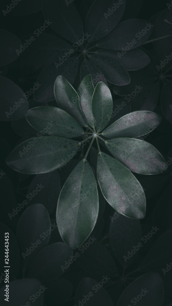 Dark green tone tropical plant background. Dark green tone tropical plant background.