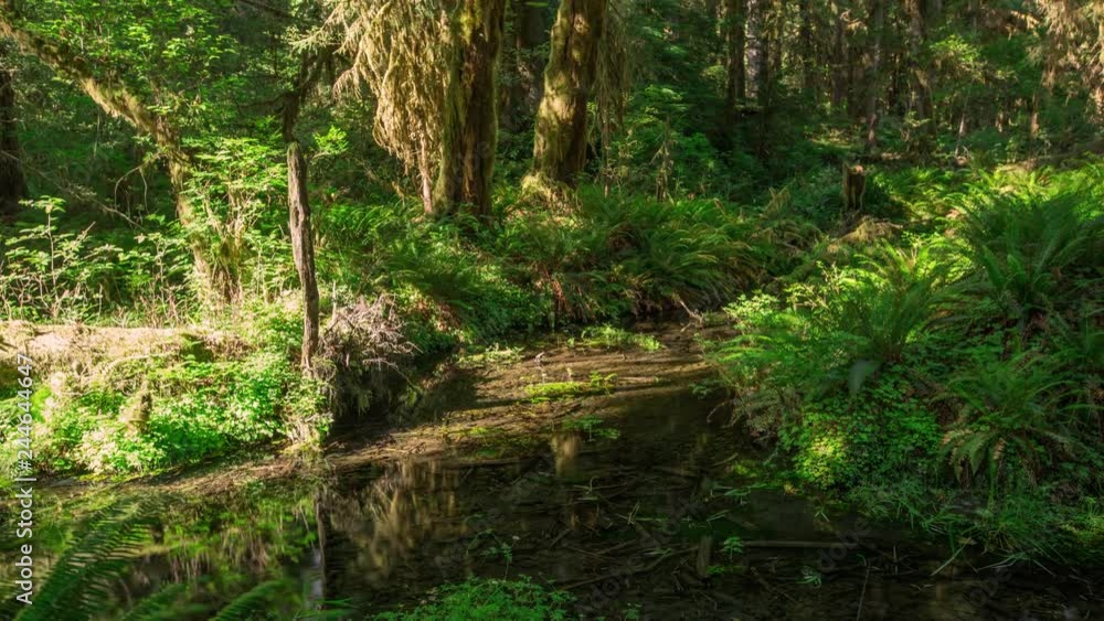 Olympic Rain Forest Stream Timelapse 4k Olympic Rain Forest Stream Timelapse 4k