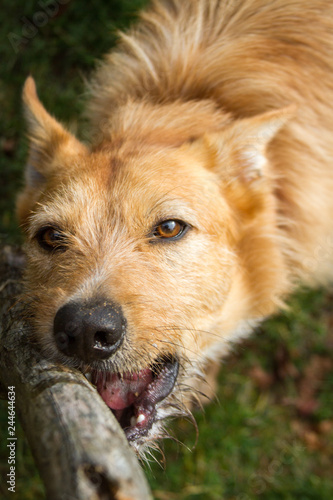 Brown mixed breed dog chews a large stick.