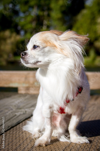 Small white long haired chihuahua mix sits looking to the left. © Raindog Photography