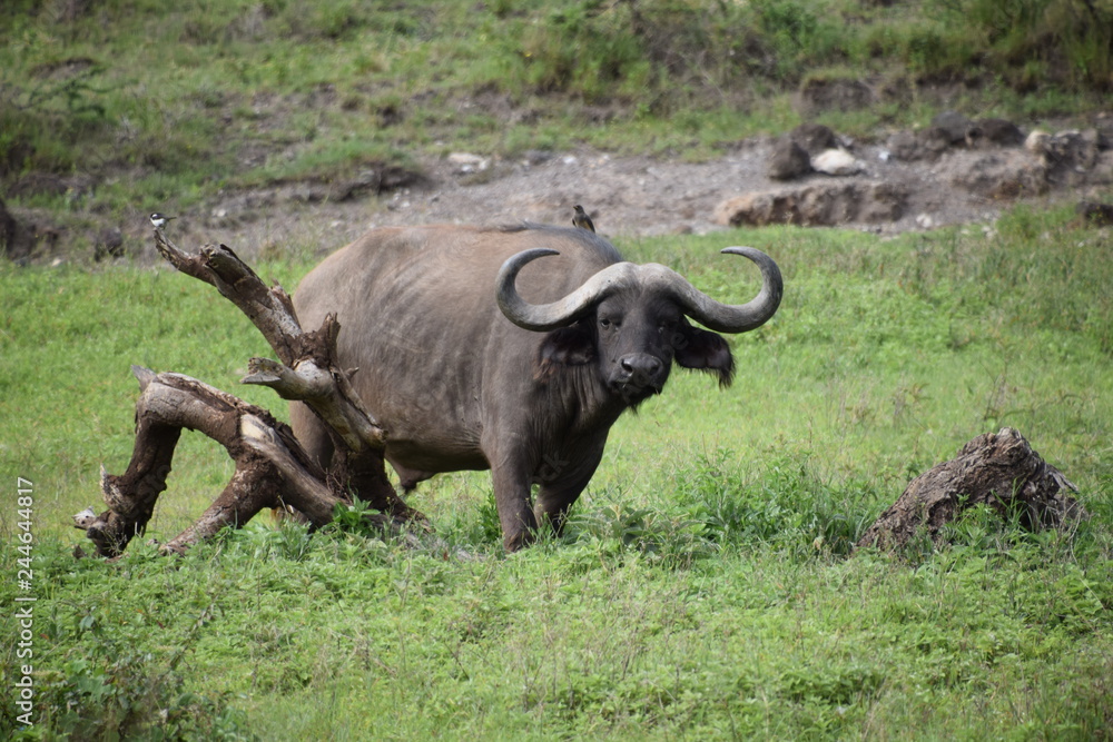 buffalo in field