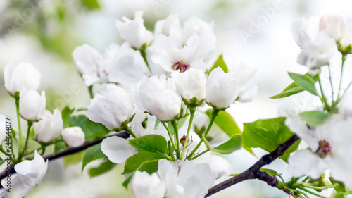 Blossoms and Buds of an Apple Tree in the Garden on a Sunny Spring Day. Spring Renewal Concept.