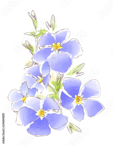 watercolor picture of blue spring flowers, vector