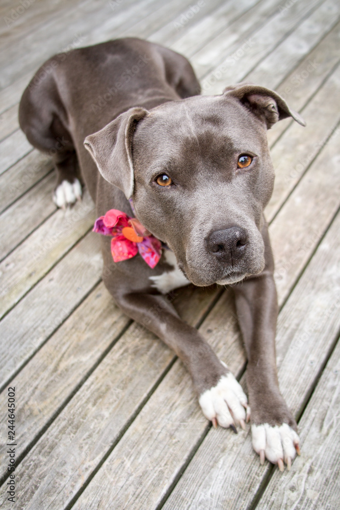 Beautiful gray pit bull terrier with a flower on her collar looks up at the viewer.