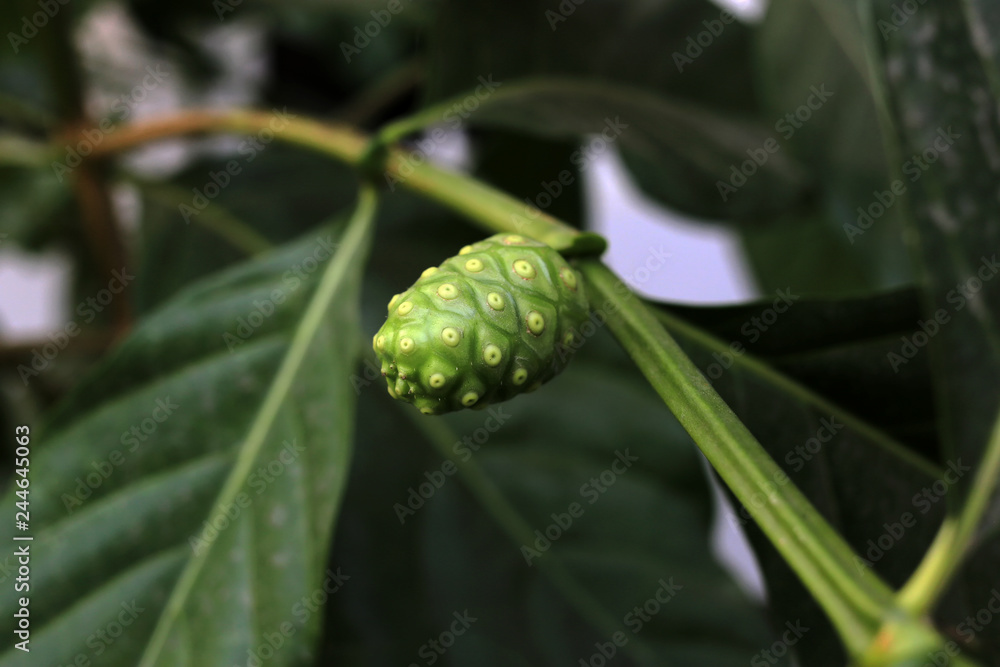 Closeup Noni (Great morinda, Beach mulberry, Morinda citrifolia L.) on tree. Noni fruit medicinal plant. Closeup Noni (Great morinda, Beach mulberry, Morinda citrifolia L.) on tree. Noni fruit medicinal plant.