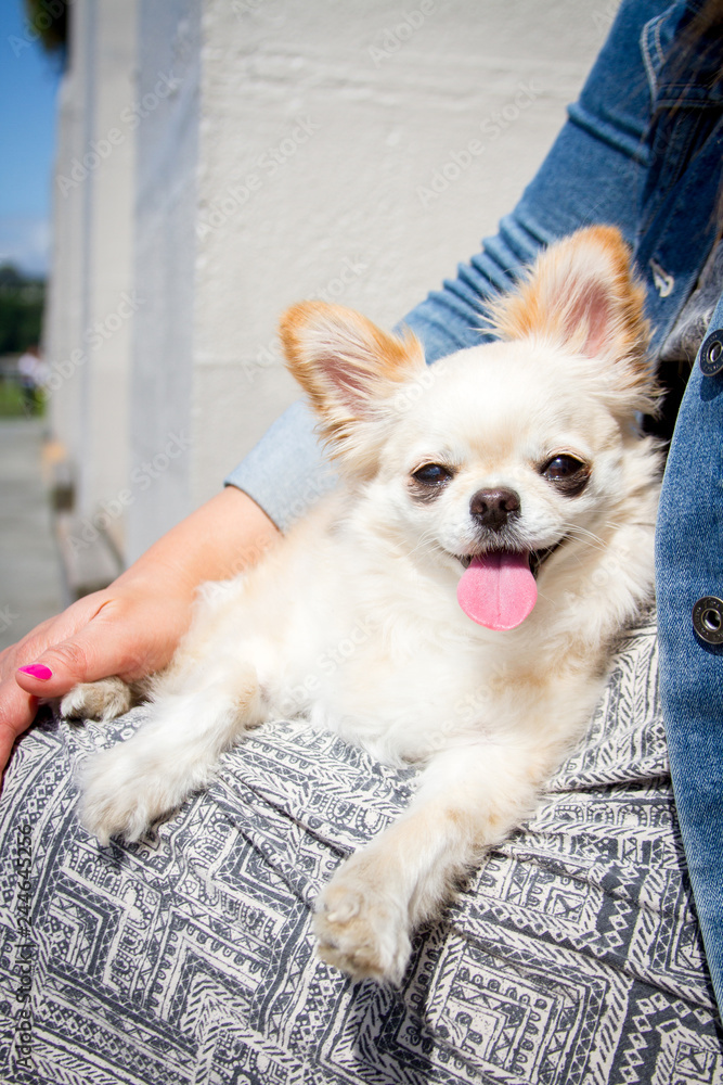 Chihuahua lap dog hotsell
