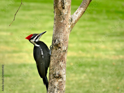 Female pileated woodpecker Dryocopus pileatus perched on tree trunk with green grass background.