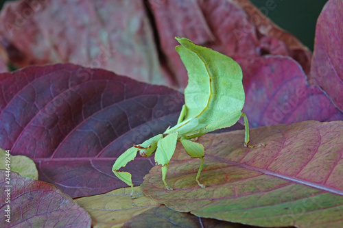 Leaf insect (Phyllium westwoodii) Green leaf insect or Walking leaves are camouflaged to take on the appearance of leaves, rare and protected. Selective focus, autumn leaves background. © Cheattha