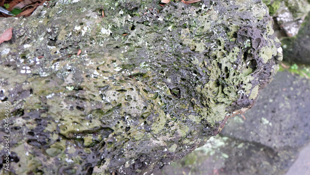 A large weathered rock with many small holes and moss growing on it. A large weathered rock with many small holes and moss growing on it.