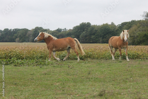 mare and foal in a green field © Brett